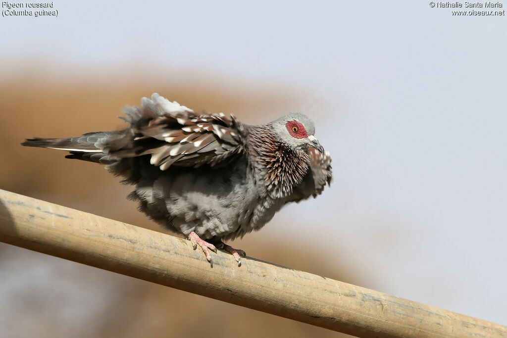 Pigeon roussardadulte