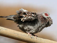 Speckled Pigeon