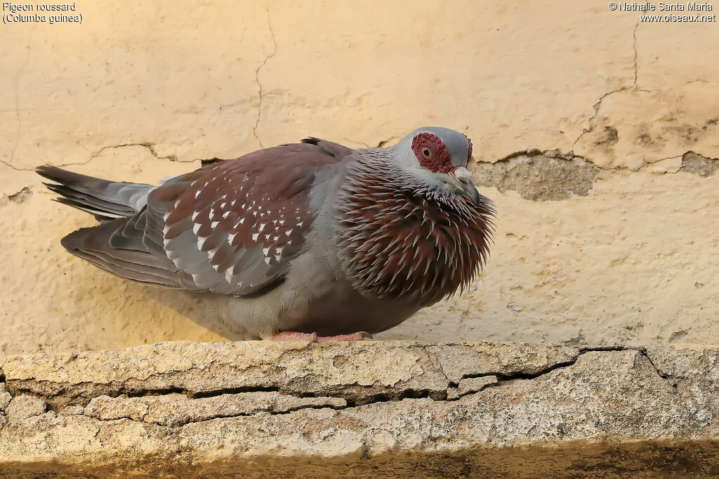 Pigeon roussardadulte, parade