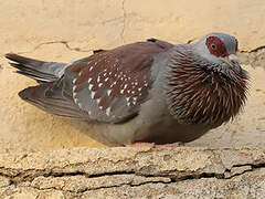 Speckled Pigeon