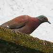 Pigeon rousset