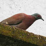 Pigeon rousset