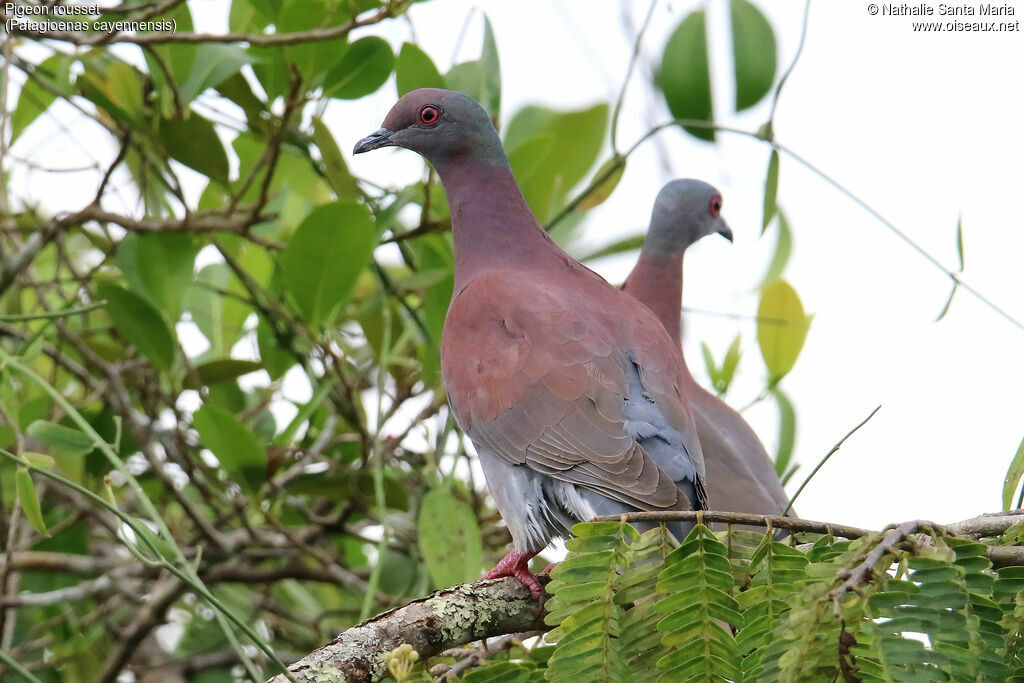 Pigeon roussetadulte, habitat