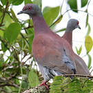 Pigeon rousset