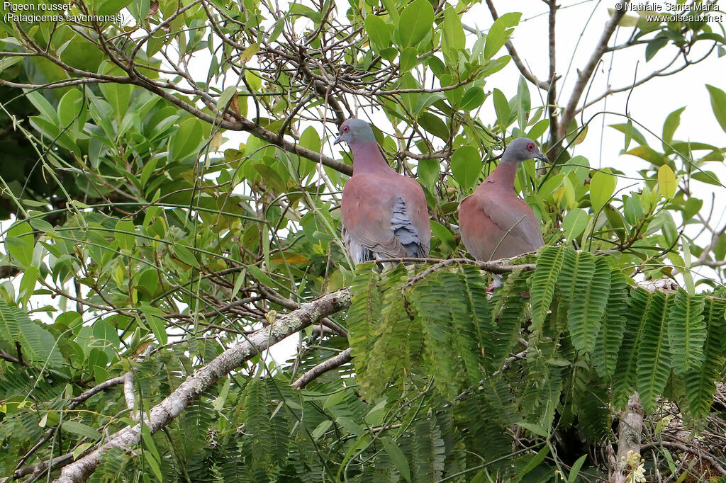 Pigeon roussetadulte, habitat