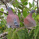 Pigeon rousset