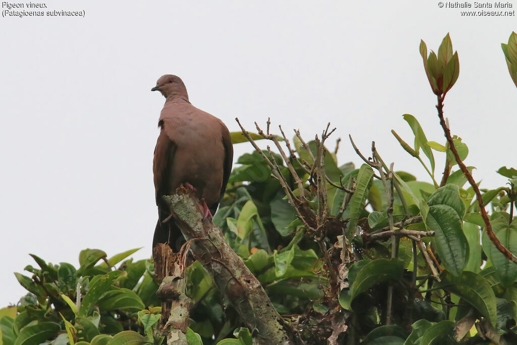 Pigeon vineuxadulte, identification