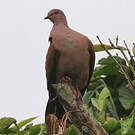 Pigeon vineux