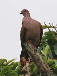 Pigeon vineux