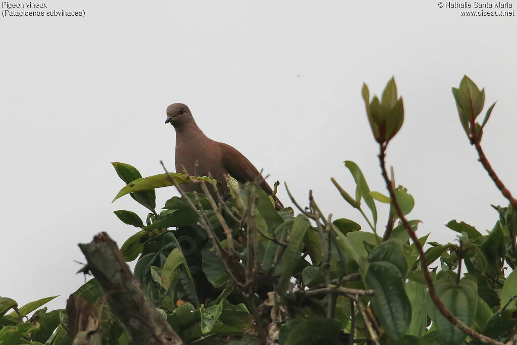 Ruddy Pigeonadult, identification