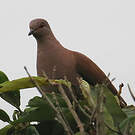 Pigeon vineux