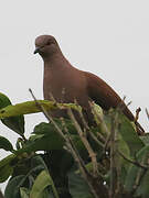 Ruddy Pigeon