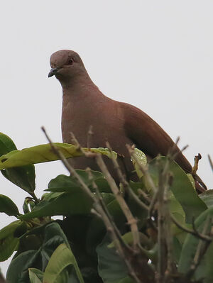 Pigeon vineux