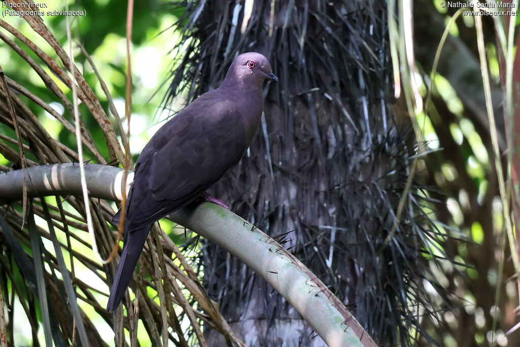 Pigeon vineuxadulte, identification