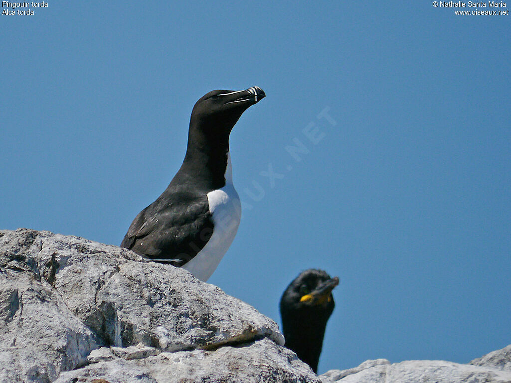 Razorbilladult breeding, identification, Behaviour