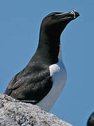 Razorbill