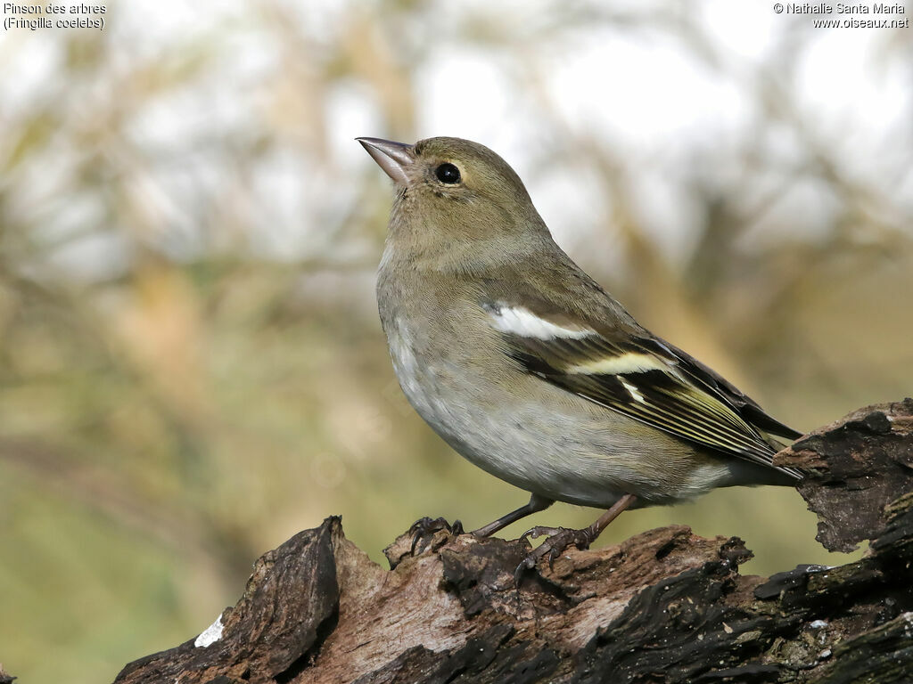 Pinson des arbres femelle adulte, identification, Comportement