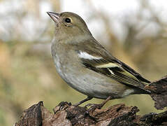 Common Chaffinch