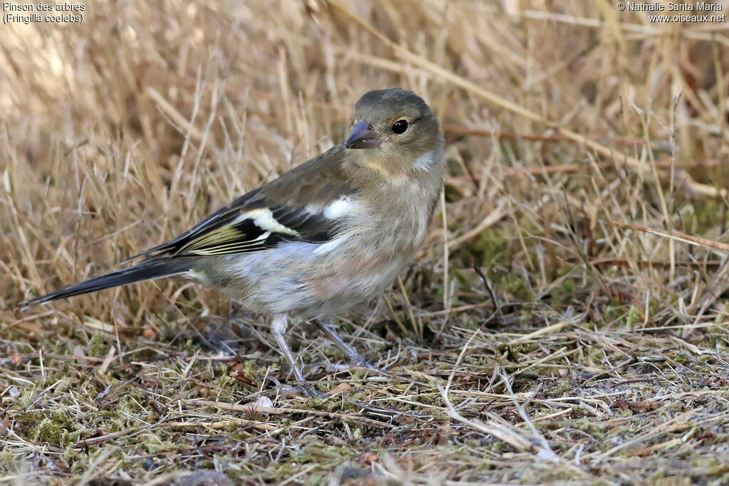 Eurasian Chaffinchjuvenile, identification, habitat, walking, Behaviour