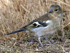 Common Chaffinch