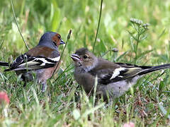 Common Chaffinch