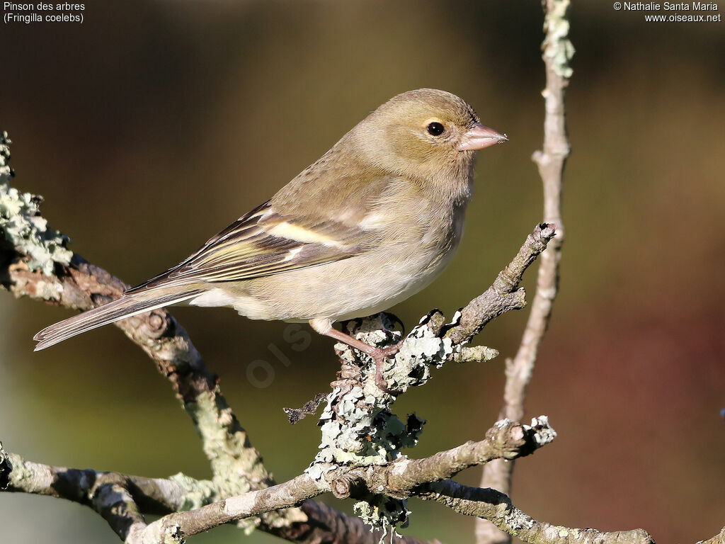 Pinson des arbres femelle adulte, identification, Comportement