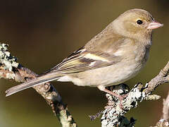 Eurasian Chaffinch