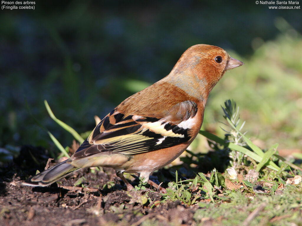 Eurasian Chaffinch male adult breeding, identification, aspect, walking, Behaviour