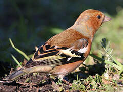 Eurasian Chaffinch