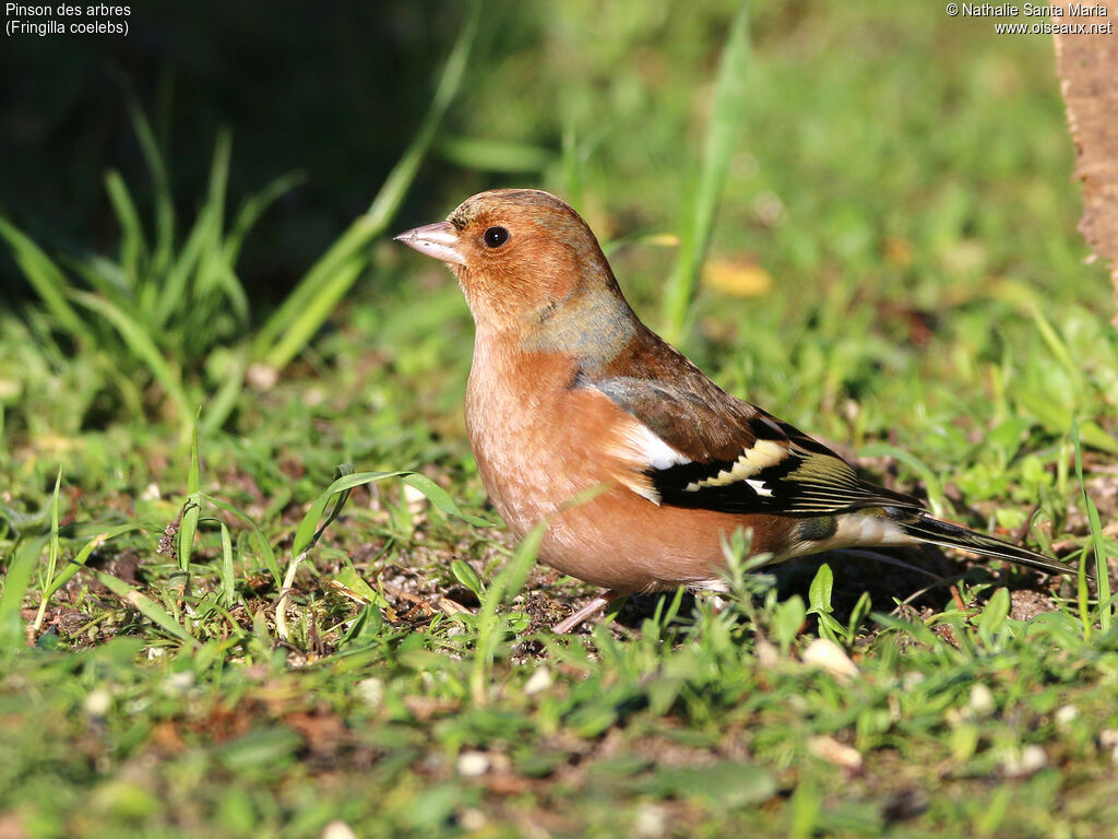 Eurasian Chaffinch male adult breeding, identification, habitat, Behaviour