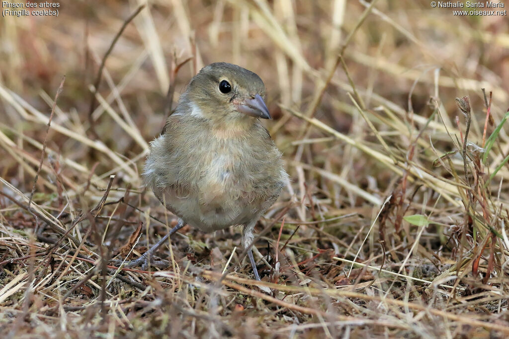 Pinson des arbresjuvénile, identification, habitat, marche, Comportement