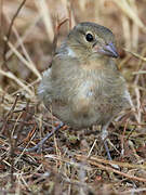 Common Chaffinch