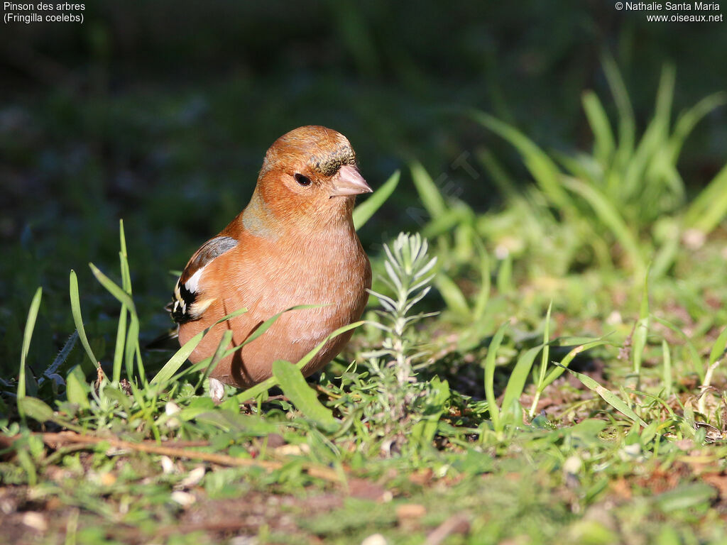 Common Chaffinch male adult breeding, identification, habitat, walking, Behaviour