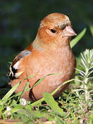 Eurasian Chaffinch