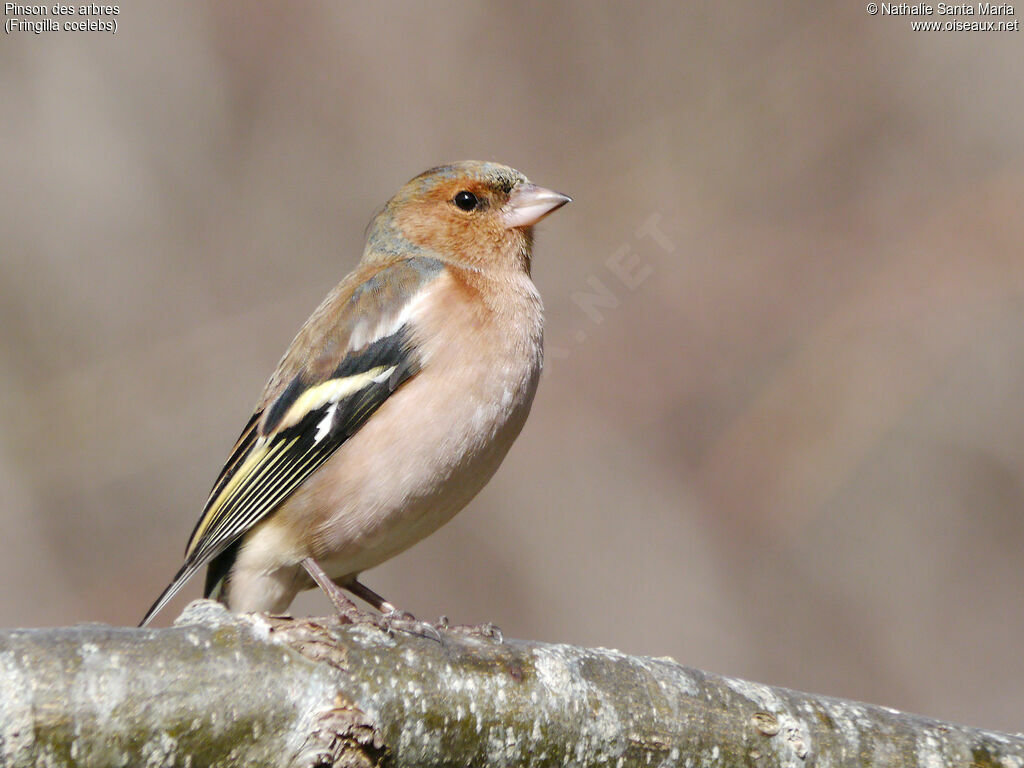 Eurasian Chaffinch male adult post breeding, identification, Behaviour