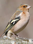 Eurasian Chaffinch