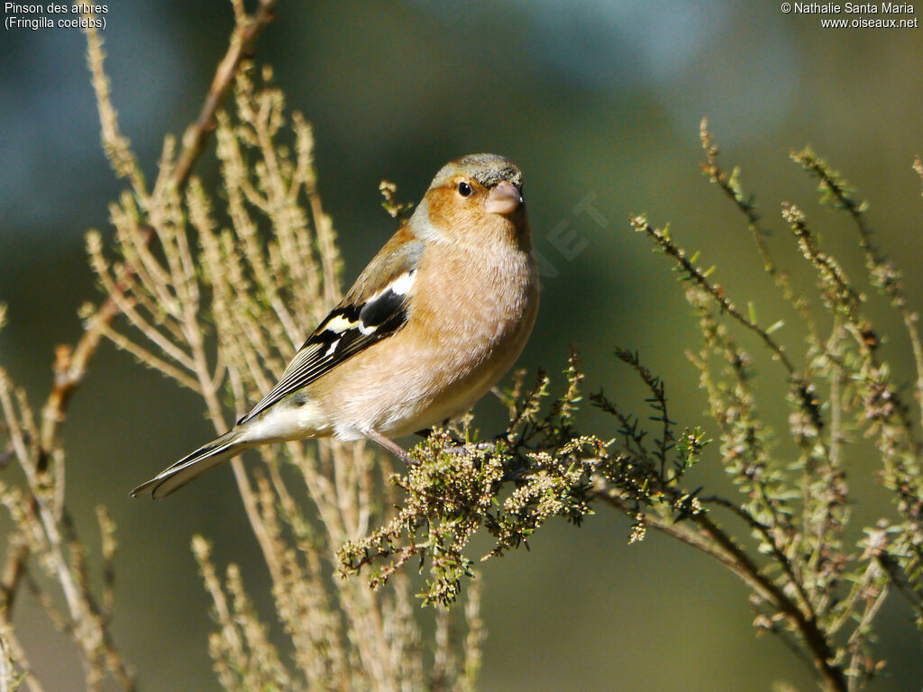 Eurasian Chaffinch male adult breeding, identification, Behaviour