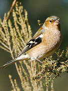 Eurasian Chaffinch