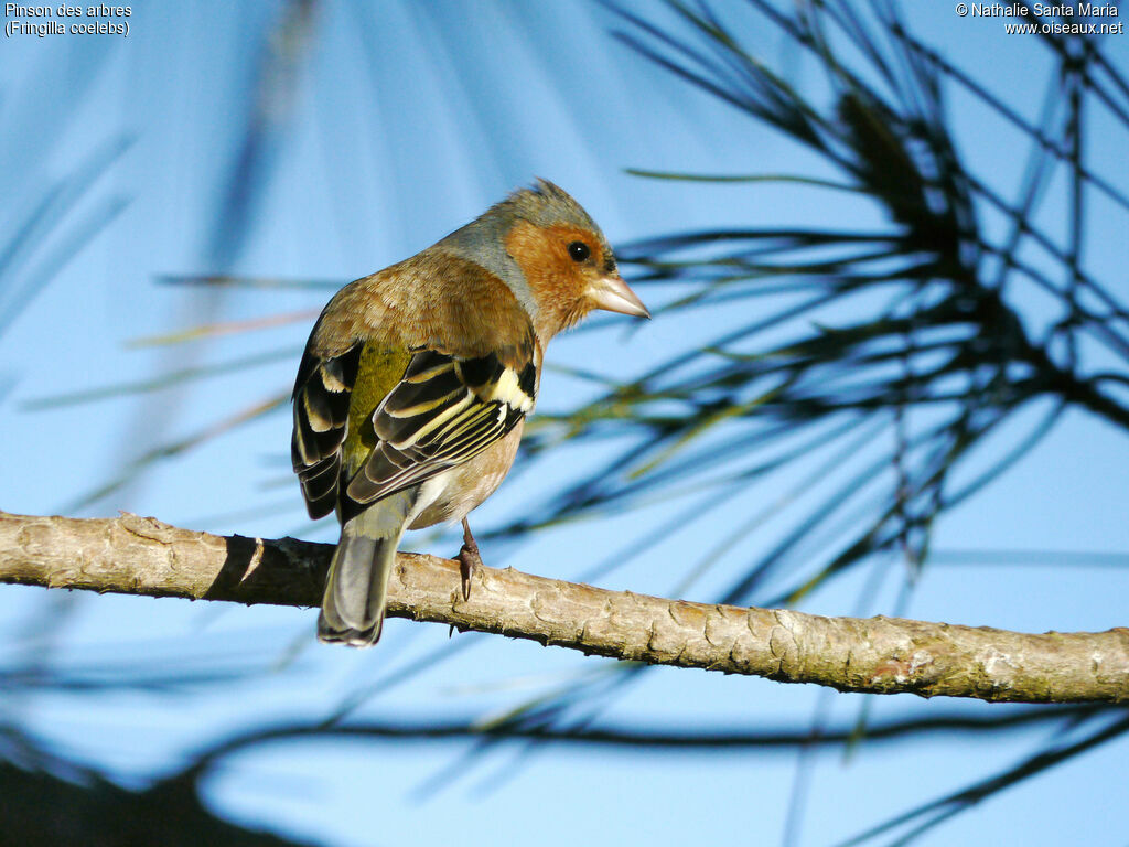 Common Chaffinch male adult breeding, identification, aspect, Behaviour