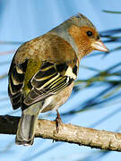 Eurasian Chaffinch