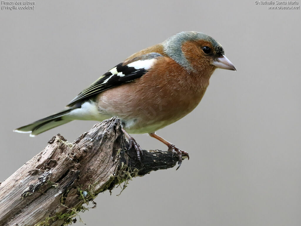 Common Chaffinch male adult breeding, identification, Behaviour