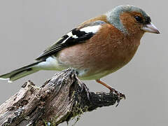 Eurasian Chaffinch