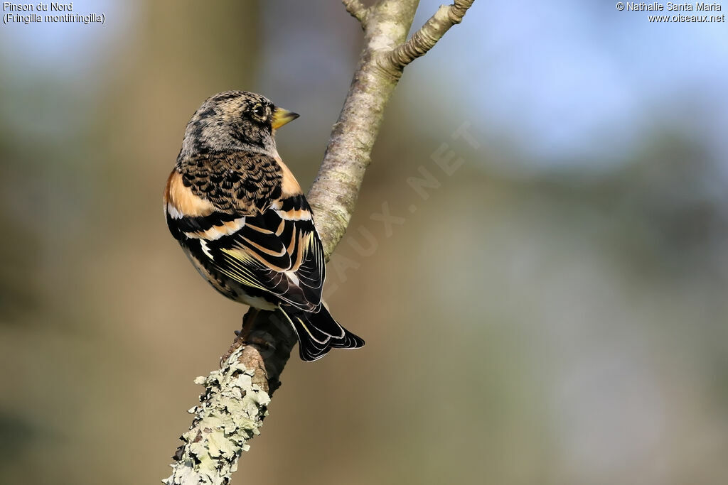 Brambling male adult transition, identification