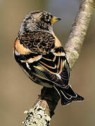 Brambling