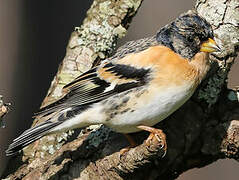 Brambling