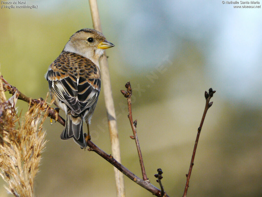 Brambling female adult breeding, identification, Behaviour