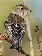 Brambling