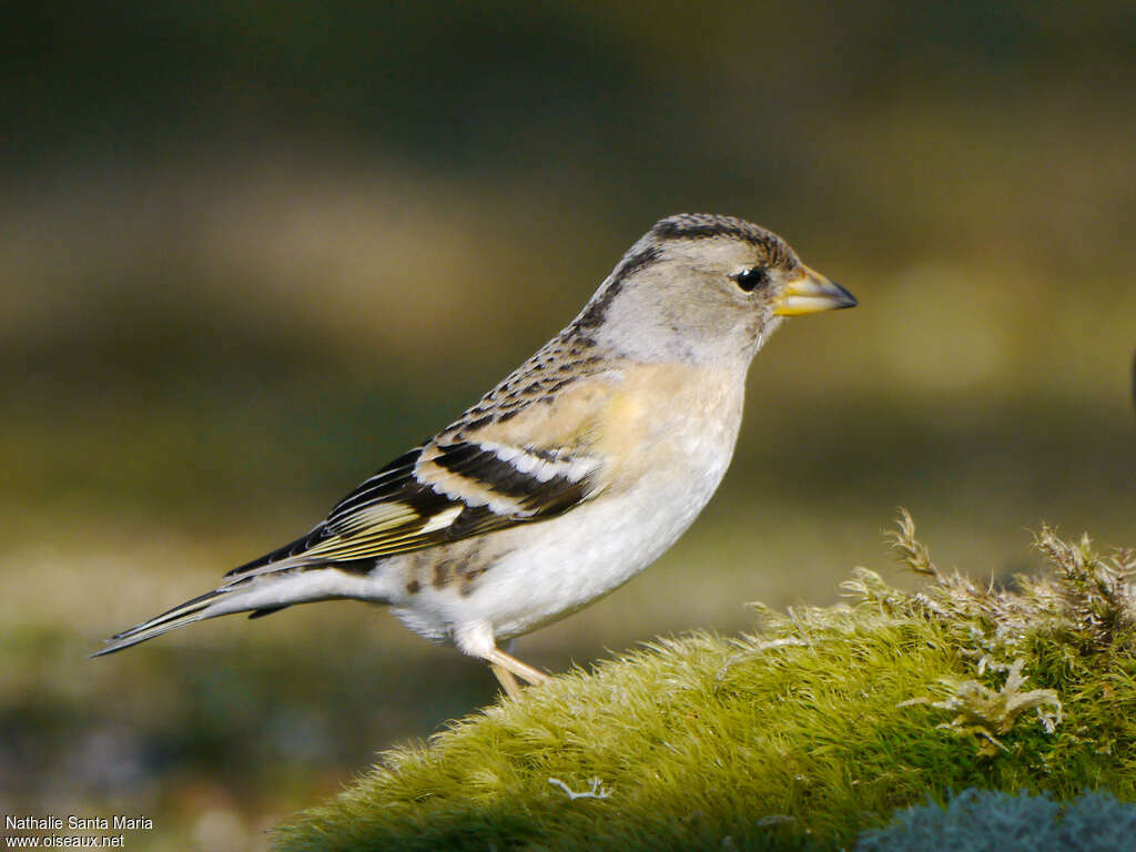 Brambling female adult breeding, identification