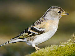 Brambling