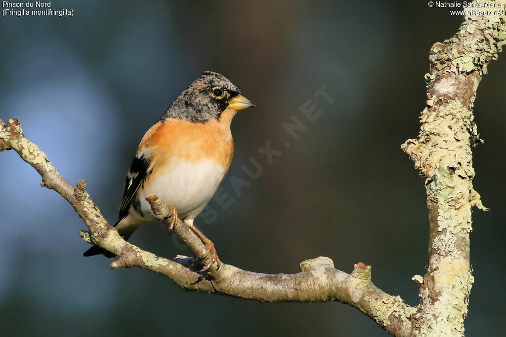 Brambling male adult post breeding, identification